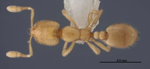 Solenopsis abdita specimen FMNHINS0000078522 image fmnhins0000078522_1