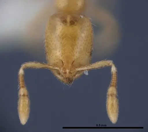 Solenopsis abdita specimen FMNHINS0000078522 image fmnhins0000078522_2