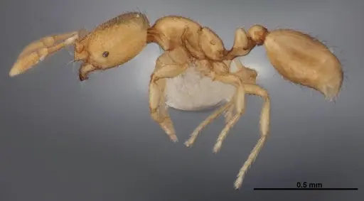Solenopsis abdita specimen FMNHINS0000078522 image fmnhins0000078522_3