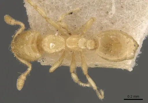 Solenopsis abjectior specimen CASENT0908829 image casent0908829_1