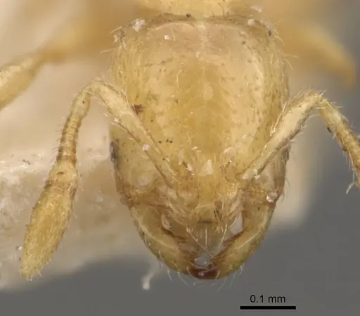 Solenopsis abjectior specimen CASENT0908829 image casent0908829_2