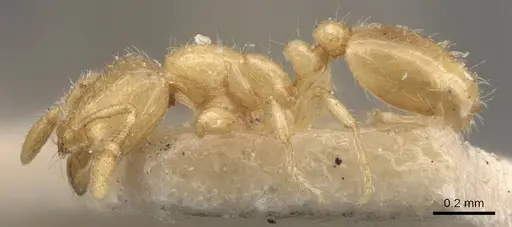 Solenopsis abjectior specimen CASENT0908829 image casent0908829_3