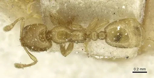Solenopsis africana specimen CASENT0913872 image casent0913872_1