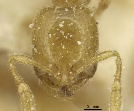 Solenopsis africana specimen CASENT0913872 image casent0913872_2