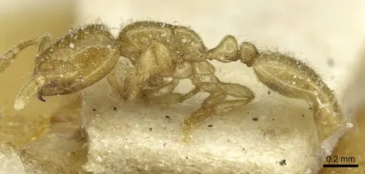 Solenopsis africana specimen CASENT0913872 image casent0913872_3