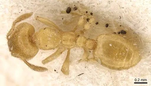Solenopsis africana specimen CASENT0914179 image casent0914179_1