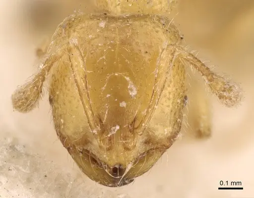 Solenopsis africana specimen CASENT0914179 image casent0914179_2