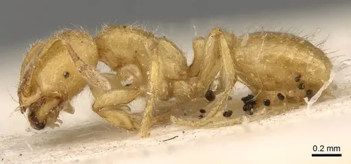 Solenopsis africana specimen CASENT0914179 image casent0914179_3