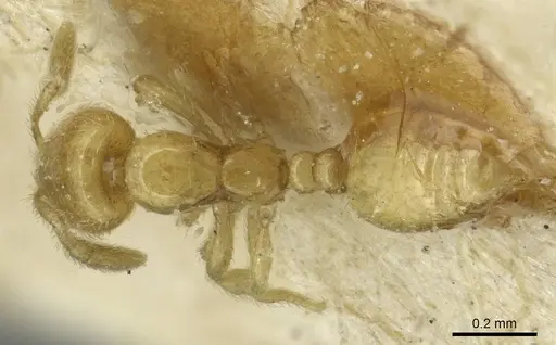 Solenopsis alecto specimen CASENT0913874 image casent0913874_1