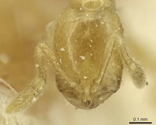 Solenopsis alecto specimen CASENT0913874 image casent0913874_2