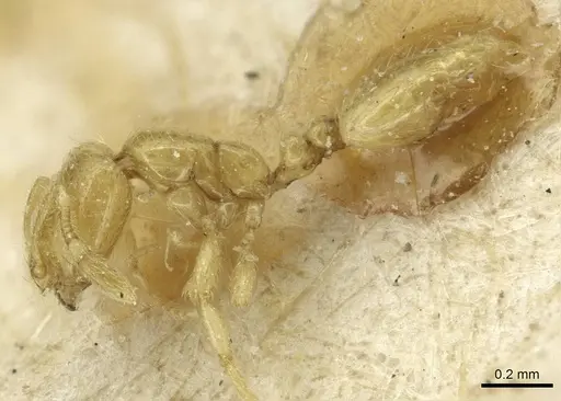 Solenopsis alecto specimen CASENT0913874 image casent0913874_3