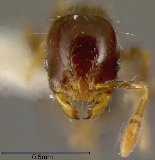 Solenopsis altinodis specimen CASENT0636190 image casent0636190_1
