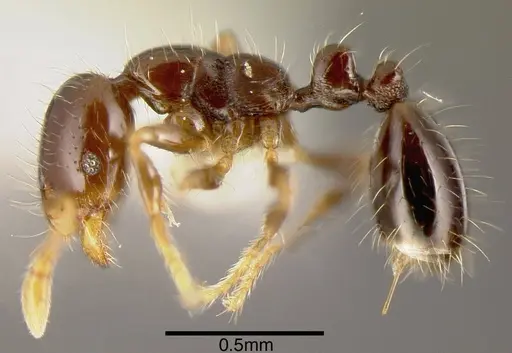 Solenopsis altinodis specimen CASENT0636190 image casent0636190_2