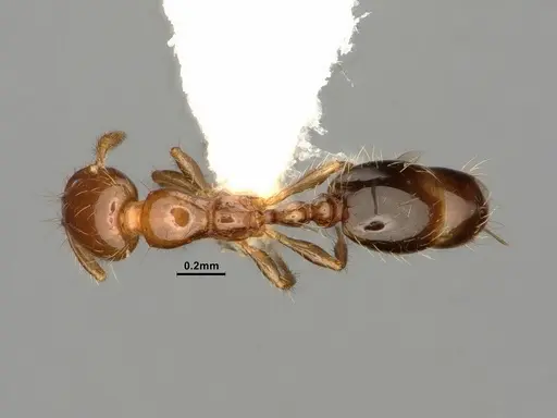 Solenopsis altinodis specimen CASENT0884328 image casent0884328_1