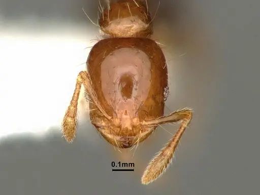 Solenopsis altinodis specimen CASENT0884328 image casent0884328_2