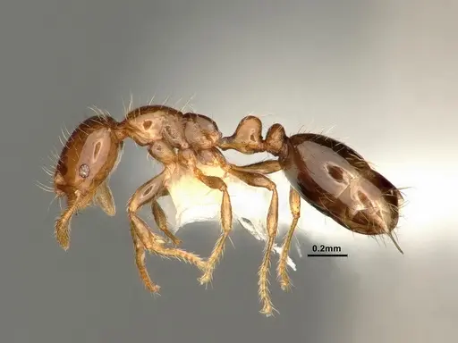 Solenopsis altinodis specimen CASENT0884328 image casent0884328_3