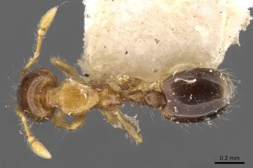 Solenopsis altinodis specimen CASENT0908808 image casent0908808_1