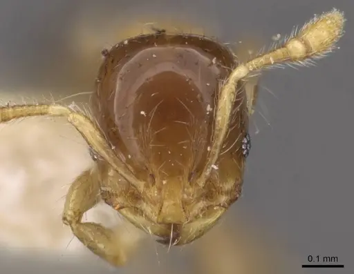 Solenopsis altinodis specimen CASENT0908808 image casent0908808_2
