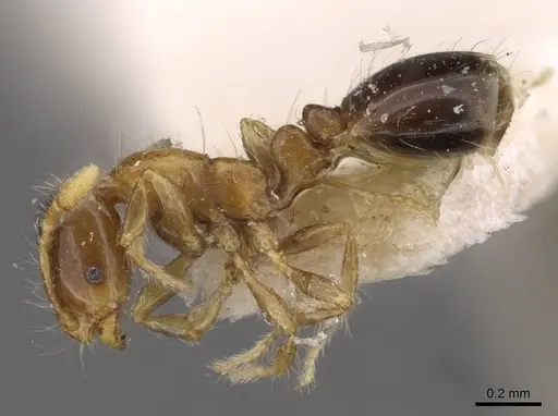 Solenopsis altinodis specimen CASENT0908808 image casent0908808_3
