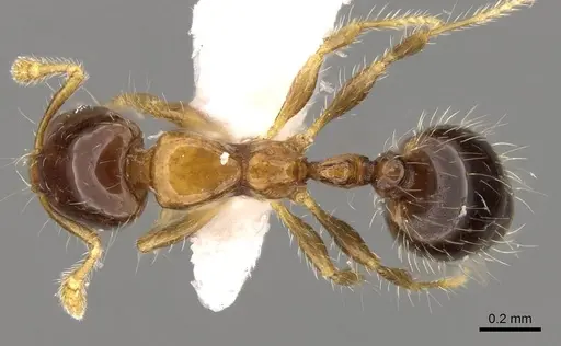 Solenopsis altinodis specimen CASENT0914173 image casent0914173_1