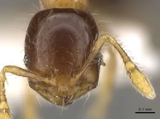 Solenopsis altinodis specimen CASENT0914173 image casent0914173_2