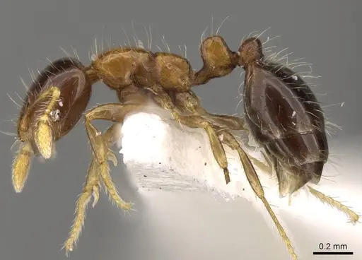 Solenopsis altinodis specimen CASENT0914173 image casent0914173_3