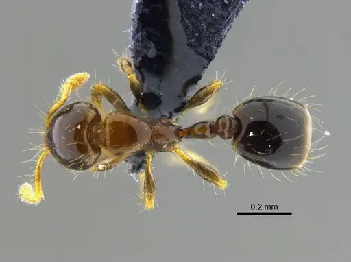 Solenopsis altinodis specimen CBUMAGENT42014 image cbumagent42014_1