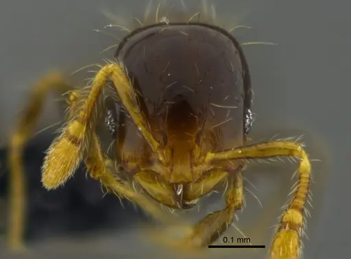 Solenopsis altinodis specimen CBUMAGENT42014 image cbumagent42014_2