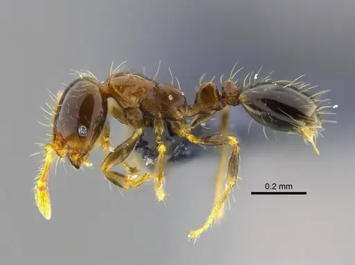 Solenopsis altinodis specimen CBUMAGENT42014 image cbumagent42014_3