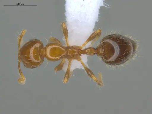 Solenopsis altinodis specimen ECOFOG-OI17-0150-03 image ecofog-oi17-0150-03_1