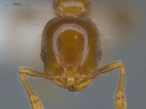 Solenopsis altinodis specimen ECOFOG-OI17-0150-03 image ecofog-oi17-0150-03_2