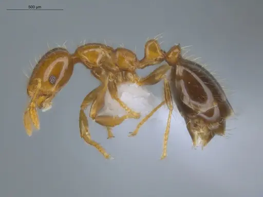 Solenopsis altinodis specimen ECOFOG-OI17-0150-03 image ecofog-oi17-0150-03_3