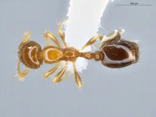 Solenopsis altinodis specimen ECOFOG-SG17-0086-03 image ecofog-sg17-0086-03_1