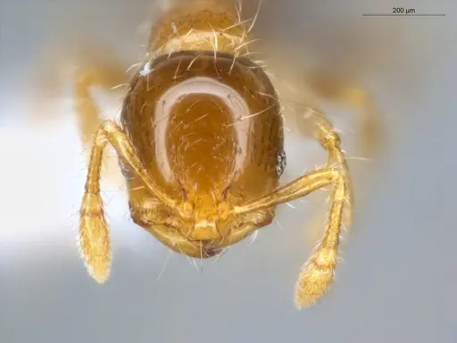 Solenopsis altinodis specimen ECOFOG-SG17-0086-03 image ecofog-sg17-0086-03_2