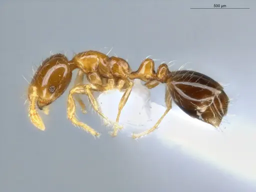 Solenopsis altinodis specimen ECOFOG-SG17-0086-03 image ecofog-sg17-0086-03_3