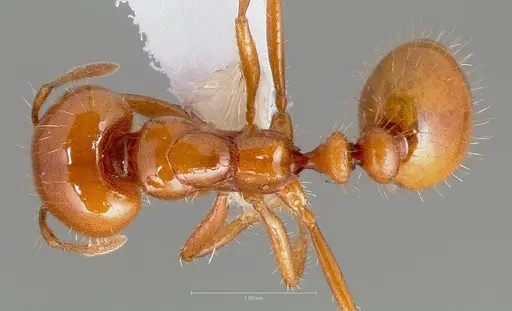 Solenopsis amblychila specimen CASENT0005802 image casent0005802_1