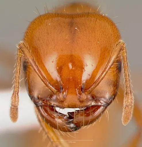 Solenopsis amblychila specimen CASENT0005802 image casent0005802_2