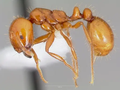 Solenopsis amblychila specimen CASENT0005802 image casent0005802_3