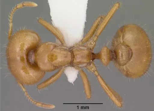 Solenopsis amblychila specimen CASENT0102897 image casent0102897_1