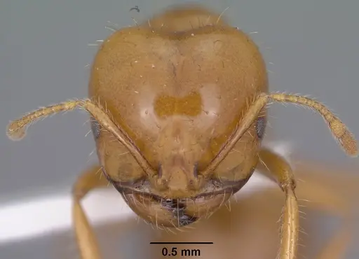 Solenopsis amblychila specimen CASENT0102897 image casent0102897_2