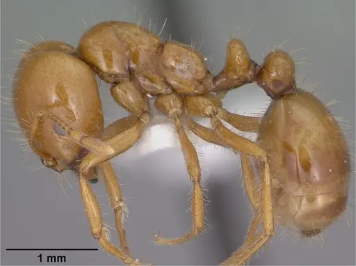 Solenopsis amblychila specimen CASENT0102897 image casent0102897_3
