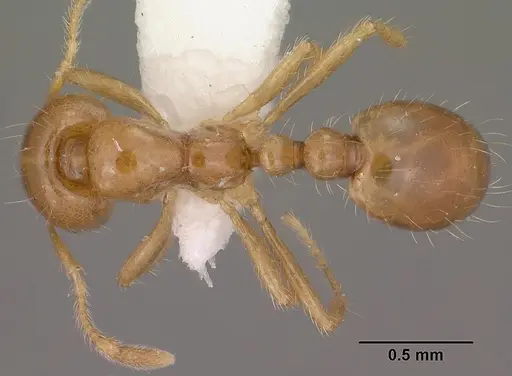 Solenopsis amblychila specimen CASENT0102898 image casent0102898_1