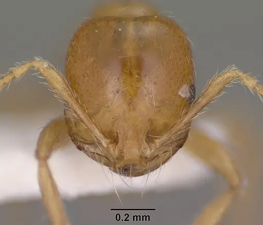 Solenopsis amblychila specimen CASENT0102898 image casent0102898_2