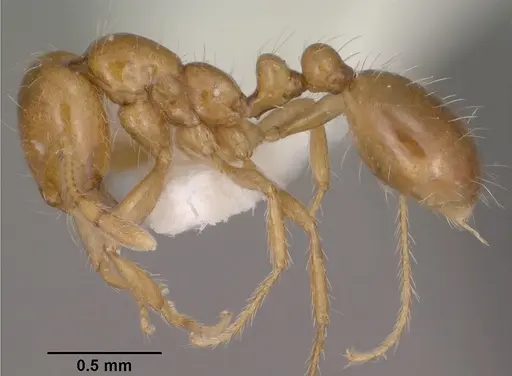 Solenopsis amblychila specimen CASENT0102898 image casent0102898_3