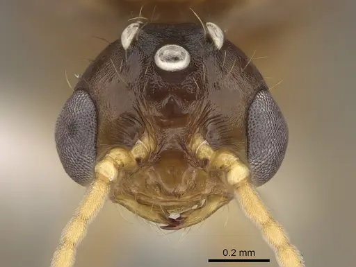 Solenopsis amblychila specimen CASENT0863113 image casent0863113_2