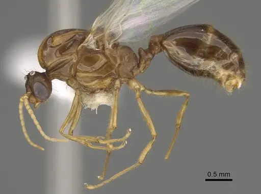 Solenopsis amblychila specimen CASENT0863113 image casent0863113_3