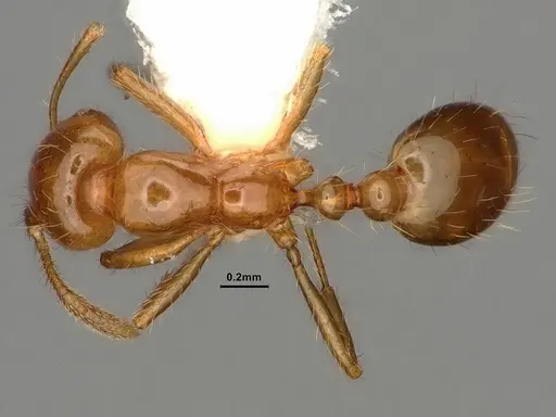 Solenopsis amblychila specimen CASENT0884323 image casent0884323_1