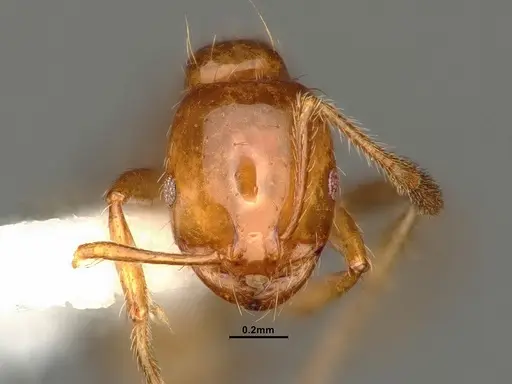 Solenopsis amblychila specimen CASENT0884323 image casent0884323_2