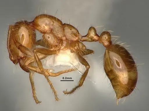 Solenopsis amblychila specimen CASENT0884323 image casent0884323_3