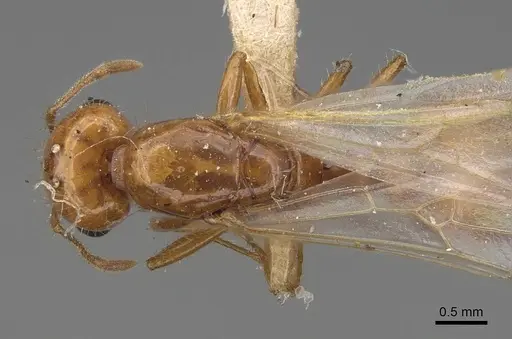 Solenopsis amblychila specimen CASENT8368711 image casent8368711_1